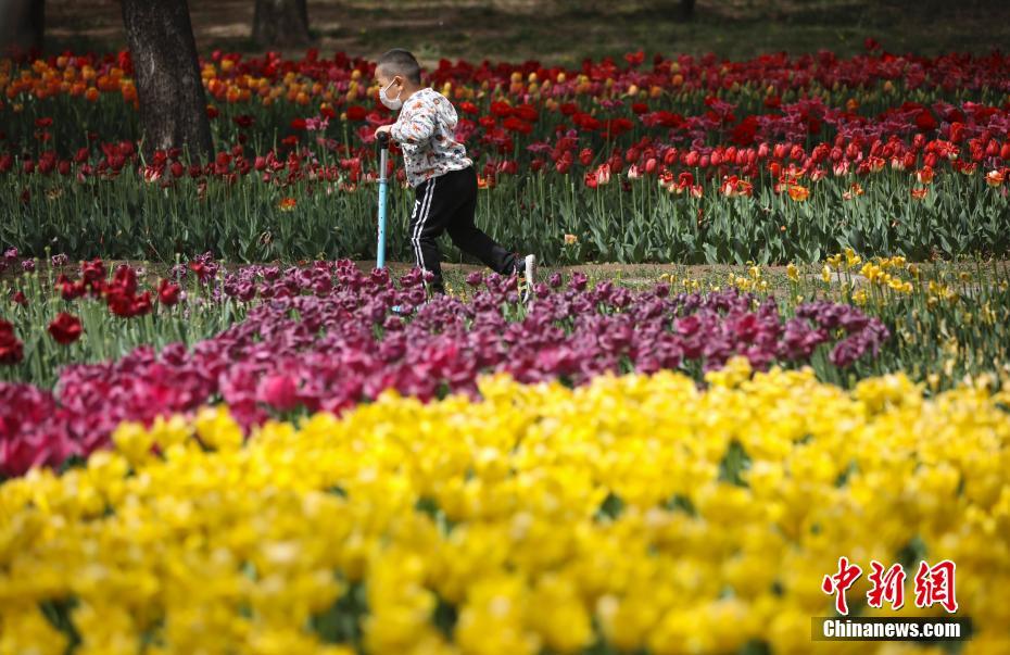 チューリップが満開を迎えた北京世界公園