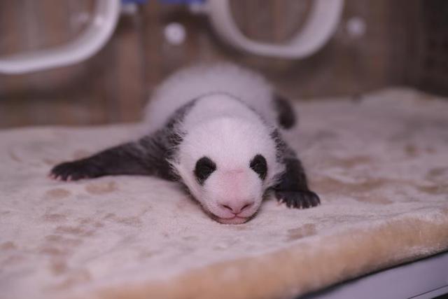 「こんにちは！パンダの熱乾麺です」雙子の名前発表