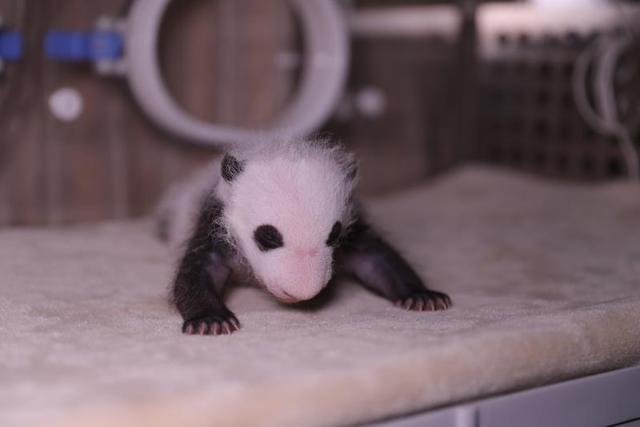 「こんにちは！パンダの熱乾麺です」雙子の名前発表