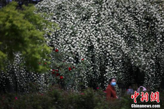 「滝」のように咲き亂れた木香花の前を通る市民（撮影?泱波）。