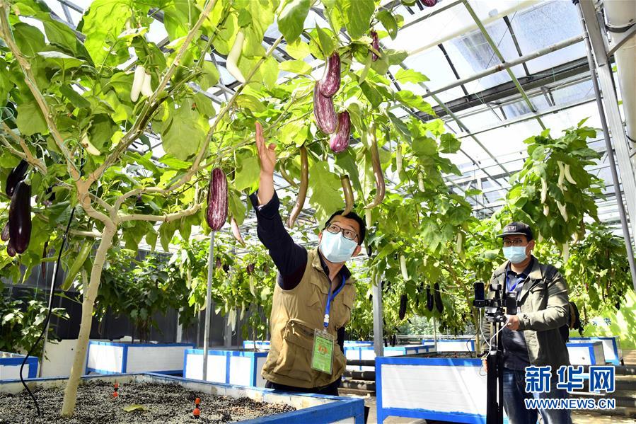 壽光菜博會(huì)をオンライン開催　山東省