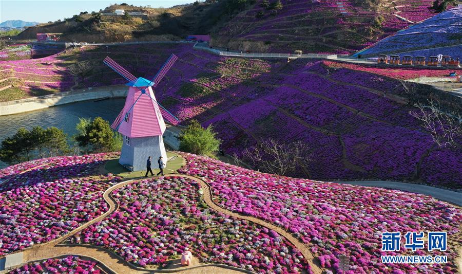 4月21日、河北省唐山市遷西県大黒汀ダム東岸の芝桜（ドローンによる撮影?楊世尭）。