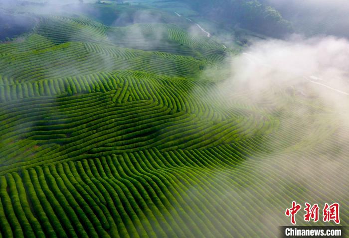 緑うるわしい有機(jī)栽培茶畑に白くたなびく霧のベール　江西省婺源