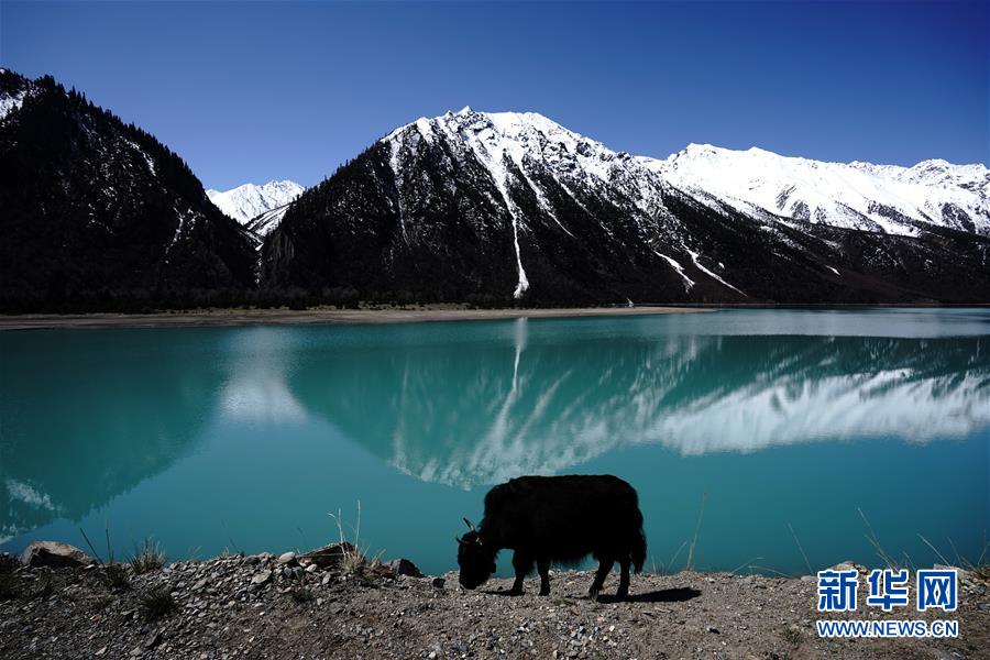 青空と雪山、湖水が織りなす美しき然烏湖の絶景　チベット