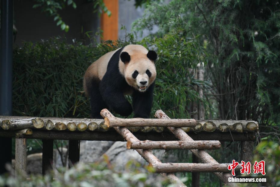 雲(yún)南野生動物園パンダ館、改造後の一般公開を再開　雲(yún)南省