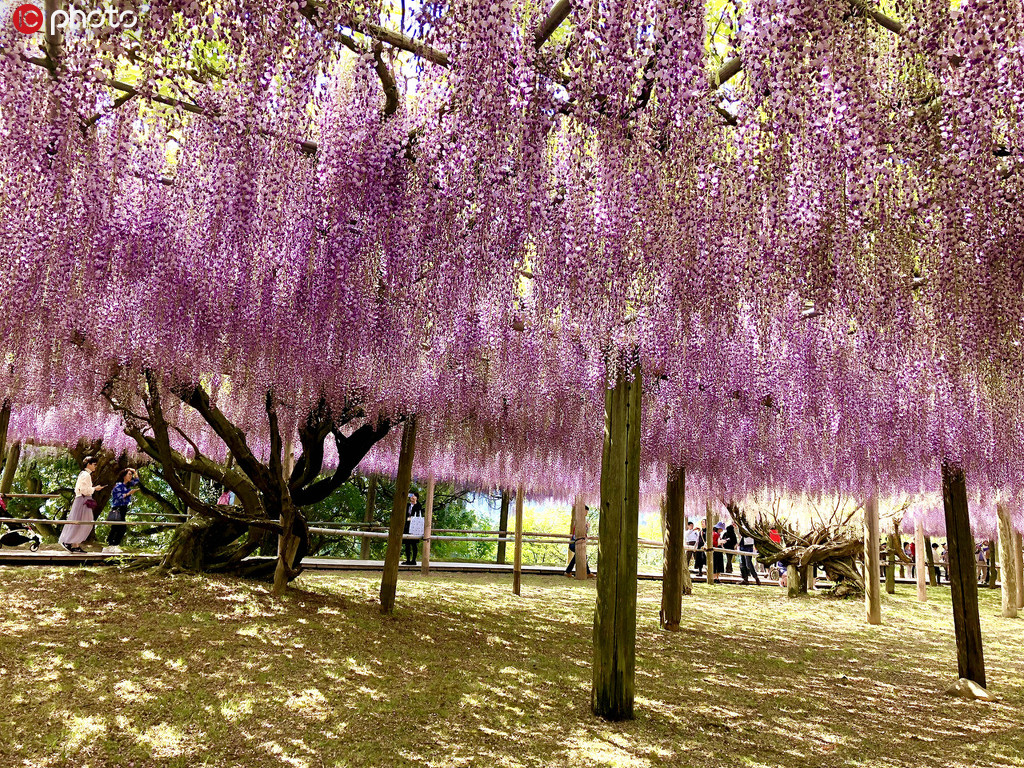 絵巻物のように美しく咲き誇る藤の花（寫真著作権は東方ICが所有のため転載禁止）。