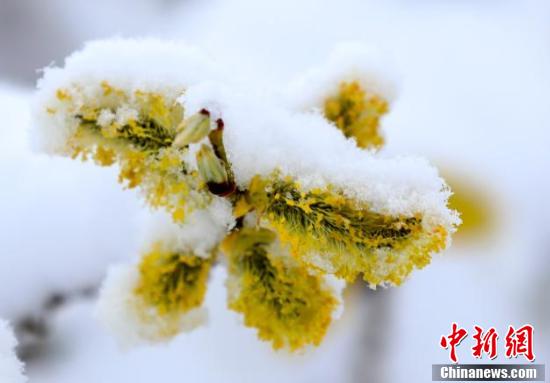 國境の町?黒竜江省饒河で50年ぶりとなる5月のみぞれ雪を観測