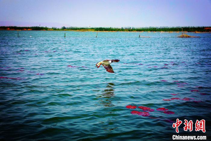 色彩鮮やかな景色広がる初夏の新疆博斯騰湖