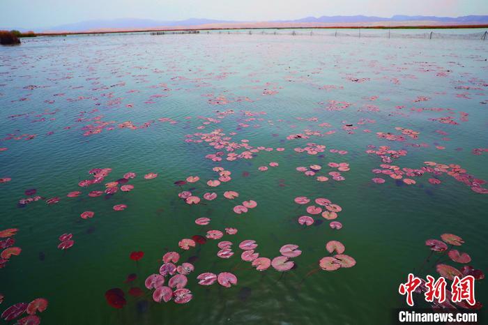 色彩鮮やかな景色広がる初夏の新疆博斯騰湖