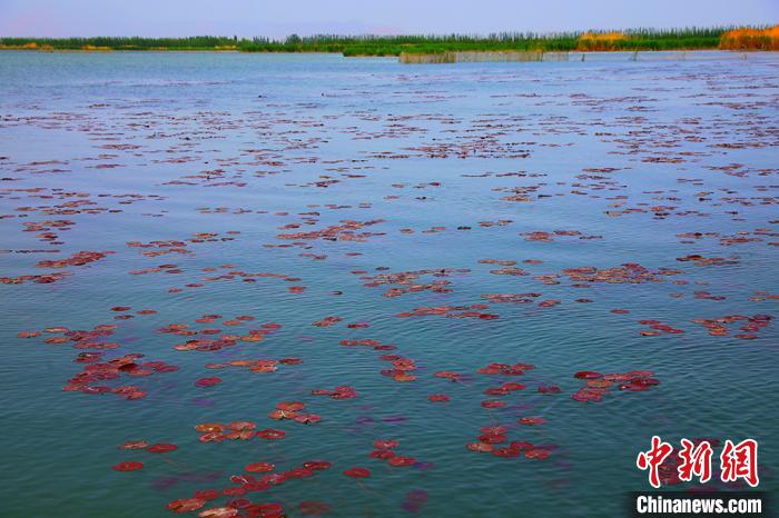 色彩鮮やかな景色広がる初夏の新疆博斯騰湖