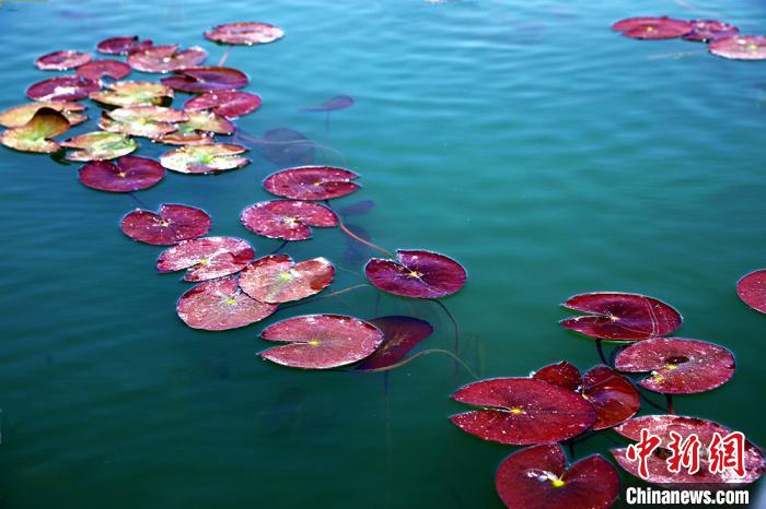 色彩鮮やかな景色広がる初夏の新疆博斯騰湖