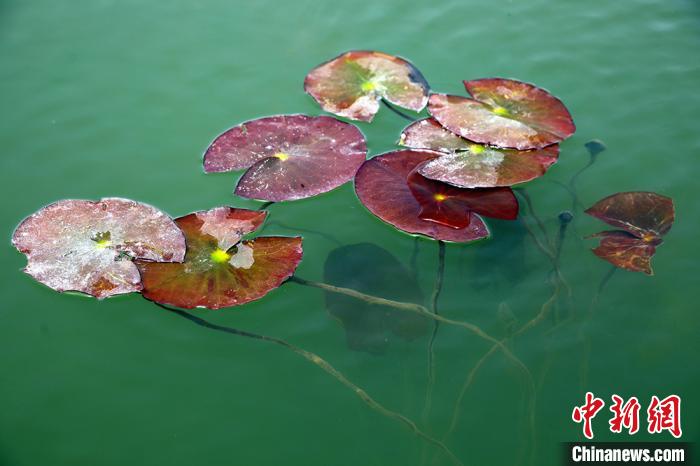 色彩鮮やかな景色広がる初夏の新疆博斯騰湖