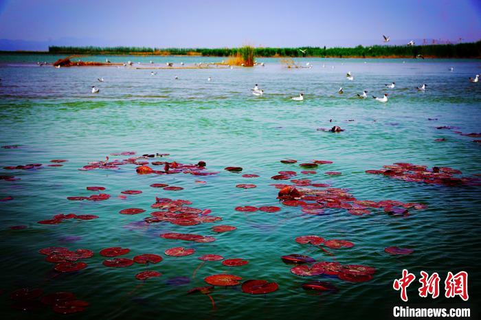 色彩鮮やかな景色広がる初夏の新疆博斯騰湖