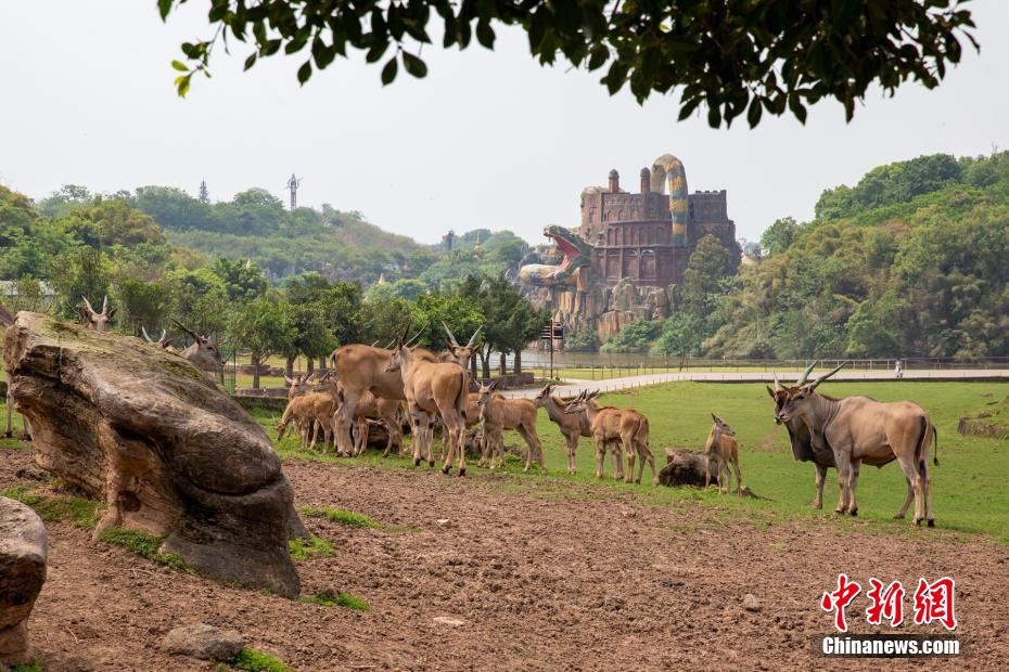 「母の日」の動物園は母子の愛情溢れるシーンがいっぱい　重慶