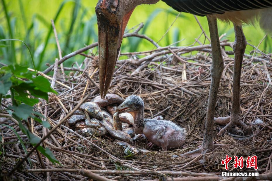 「母の日」の動物園は母子の愛情溢れるシーンがいっぱい　重慶