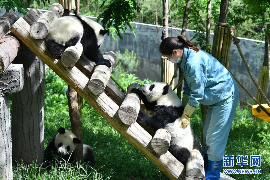 秦嶺山麓の「パンダの楽園」　陝西省