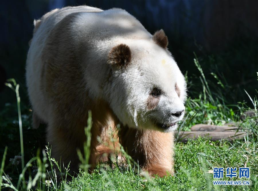 秦嶺山麓の「パンダの楽園」　陝西省