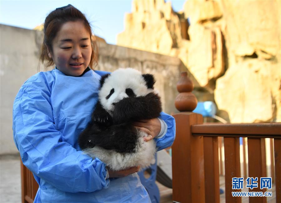 秦嶺山麓の「パンダの楽園」　陝西省