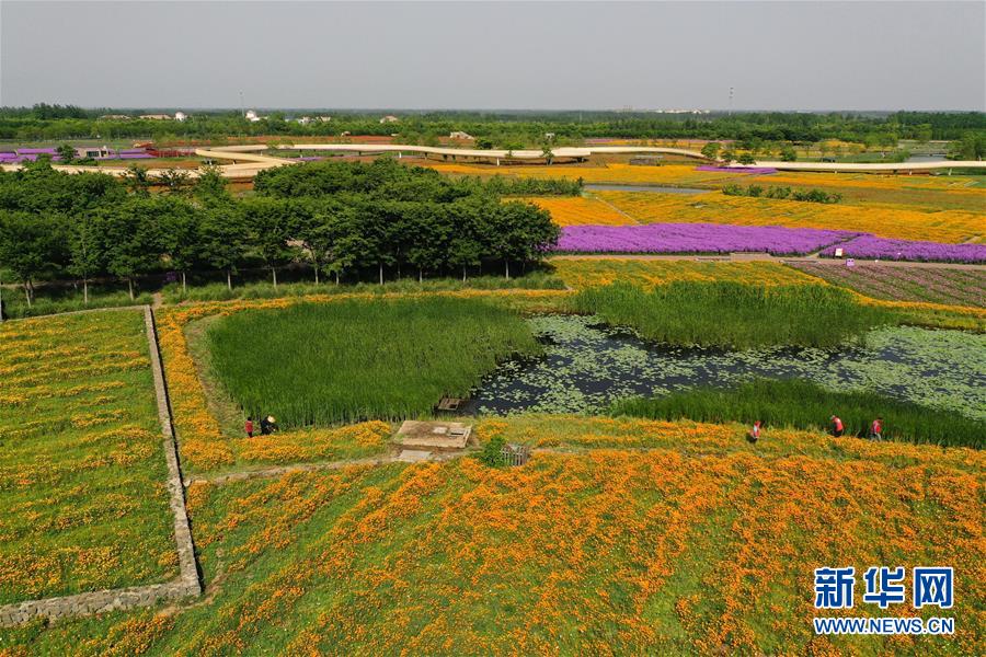 大地を彩る「パッチワークの花畑」　江蘇省宿遷