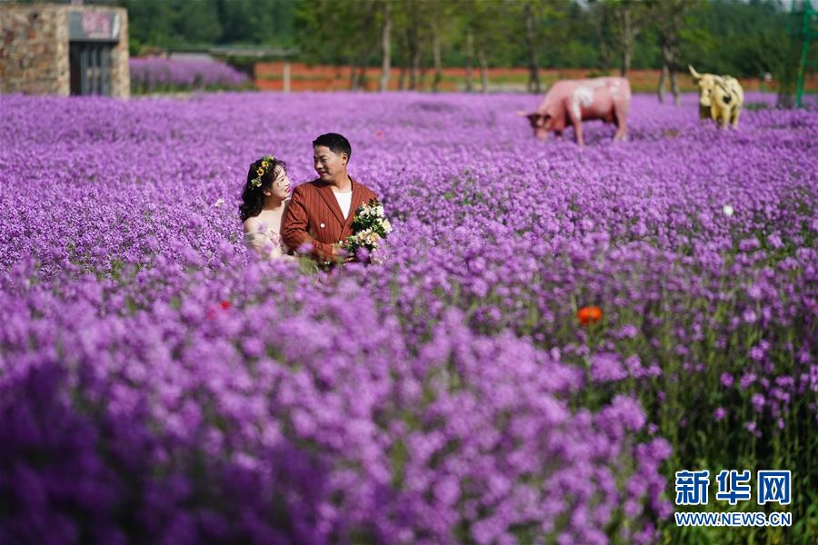 大地を彩る「パッチワークの花畑」　江蘇省宿遷