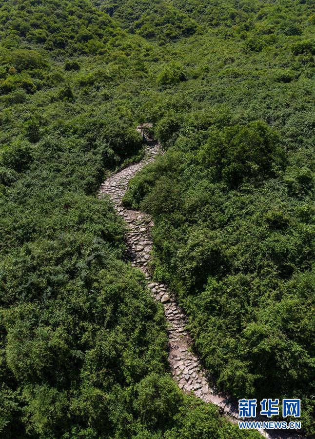 茶葉を運(yùn)んだ交易路「茶葉古道」の修復(fù)進(jìn)む　四川省