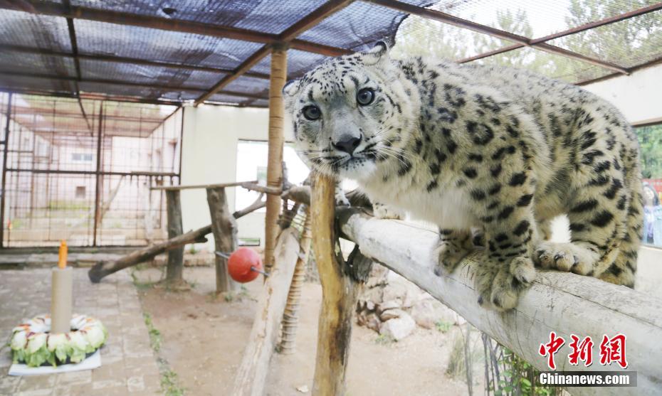 5月27日、青海省西寧市にある西寧野生動(dòng)物園で、つぶらな瞳を見(jiàn)開(kāi)いてみせるユキヒョウ「雙子姉妹」の妹「油畫(huà)（ヨウホワ）」（撮影?馬銘言）。