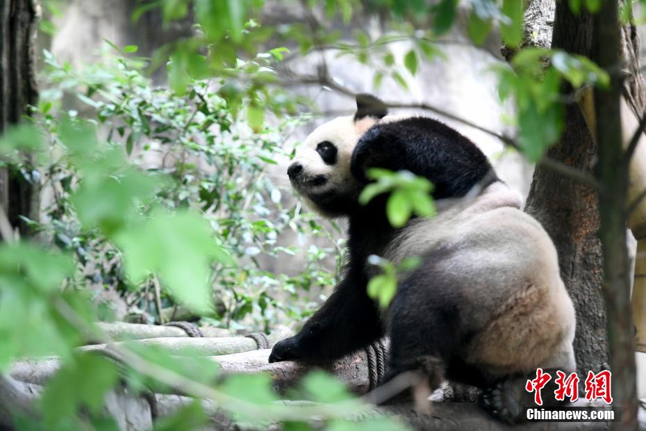 夏の光の下、可愛(ài)さ溢れるパンダたち　四川省成都