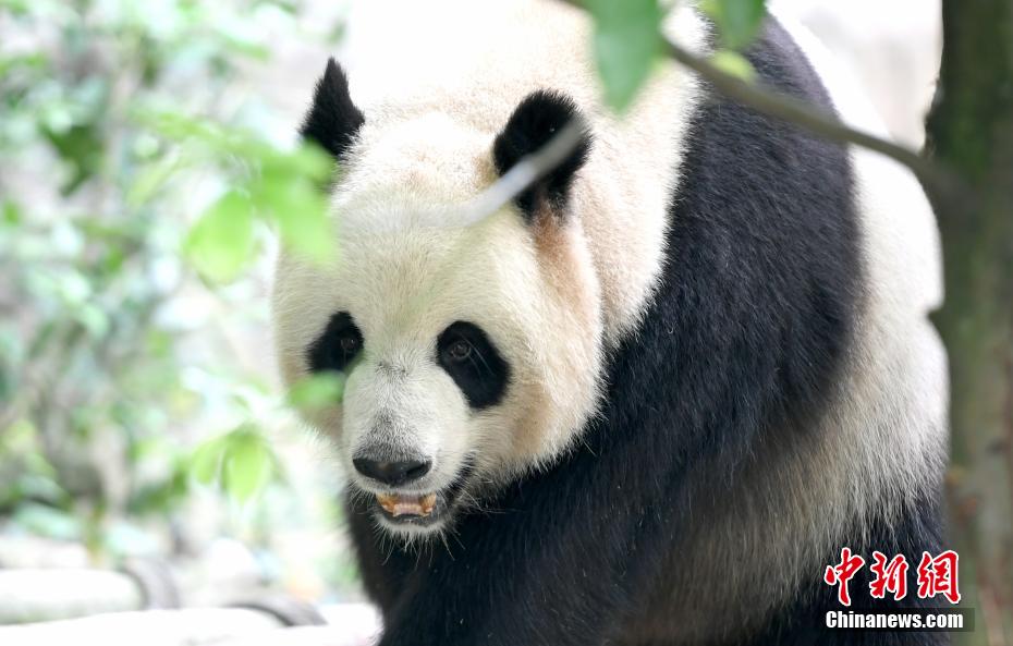 夏の光の下、可愛さ溢れるパンダたち　四川省成都