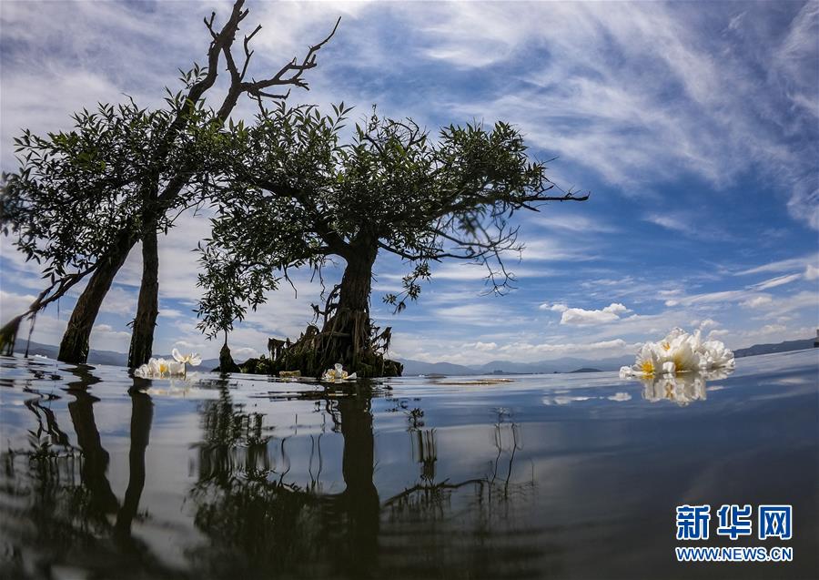 5月31日、◆海の湖面に咲く「オテリア?ウルビフォリア」（撮影?江文耀）。