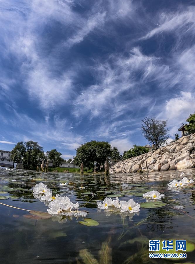 雲(yún)南省大理市に戻って來た水生植物「オテリア?ウルビフォリア」　