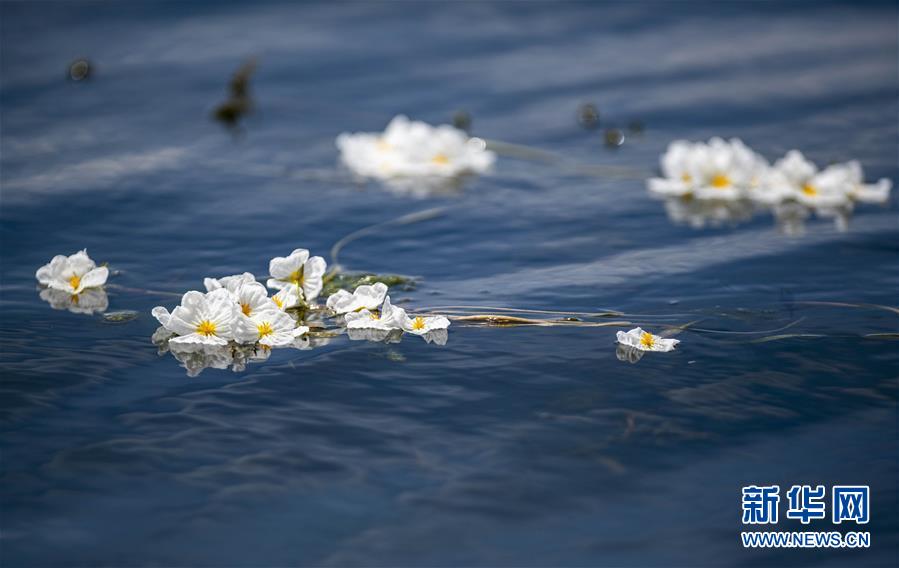 雲(yún)南省大理市に戻って來た水生植物「オテリア?ウルビフォリア」　