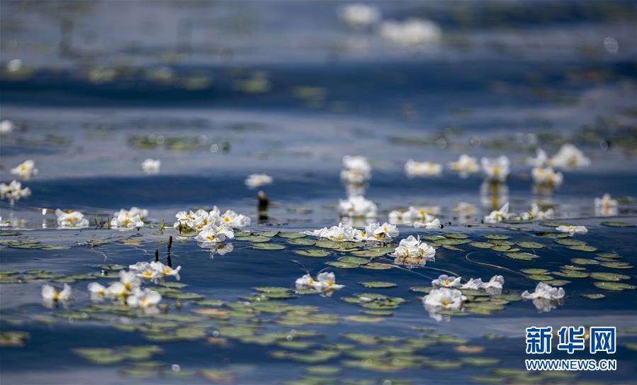 雲(yún)南省大理市に戻って來た水生植物「オテリア?ウルビフォリア」　