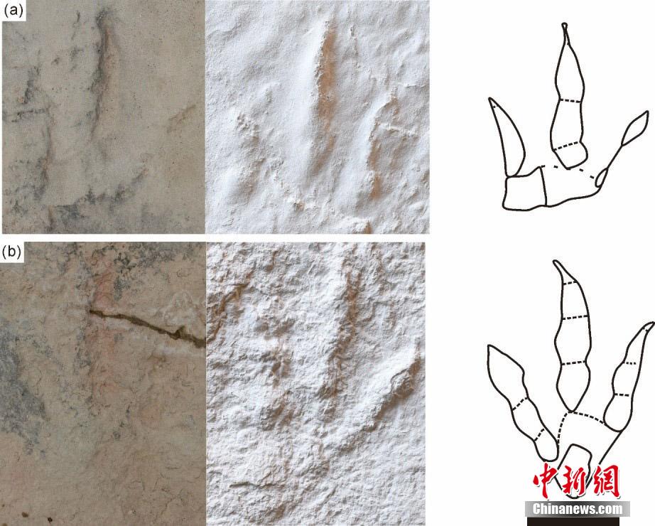 中國科學(xué)院チームが新疆ジュンガル盆地で世界最大の恐竜足跡化石を発見