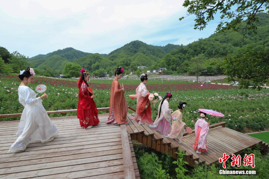 立てば芍薬、座れば牡丹？漢服姿の女性たちが河南欒川の牡丹畑で寫(xiě)真撮影