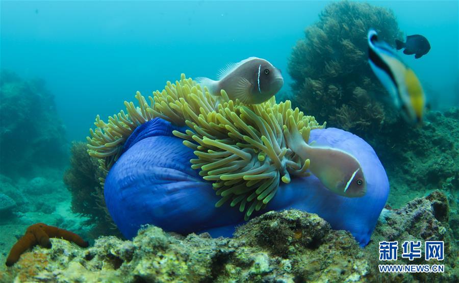 5月28日、海南省三亜市蜈支洲島海域で、イソギンチャクと共生するクマノミ（撮影?楊冠宇）。