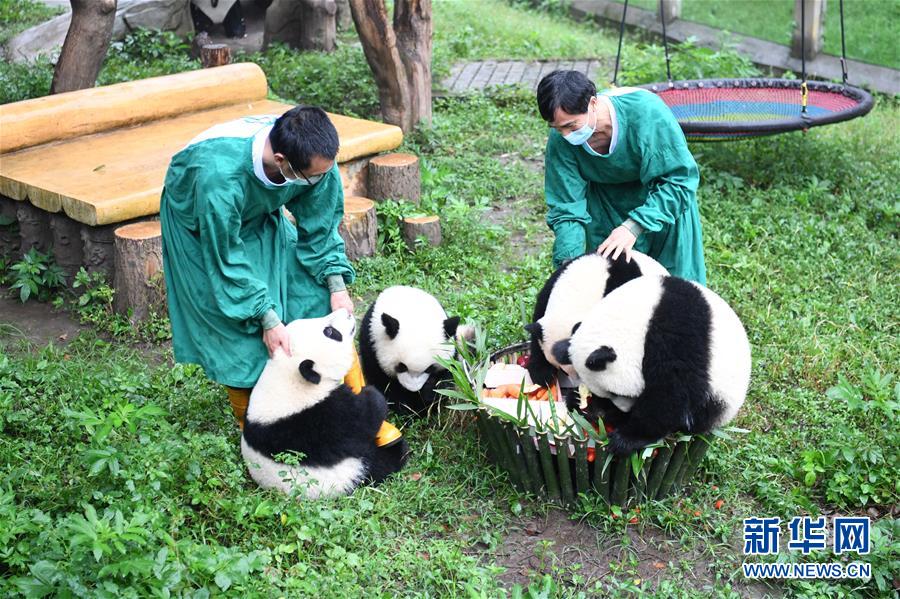 6月23日、重慶動物園で、満1歳の誕生日會で「バースデーケーキ」を楽しむ4頭のパンダ（撮影?唐奕）。