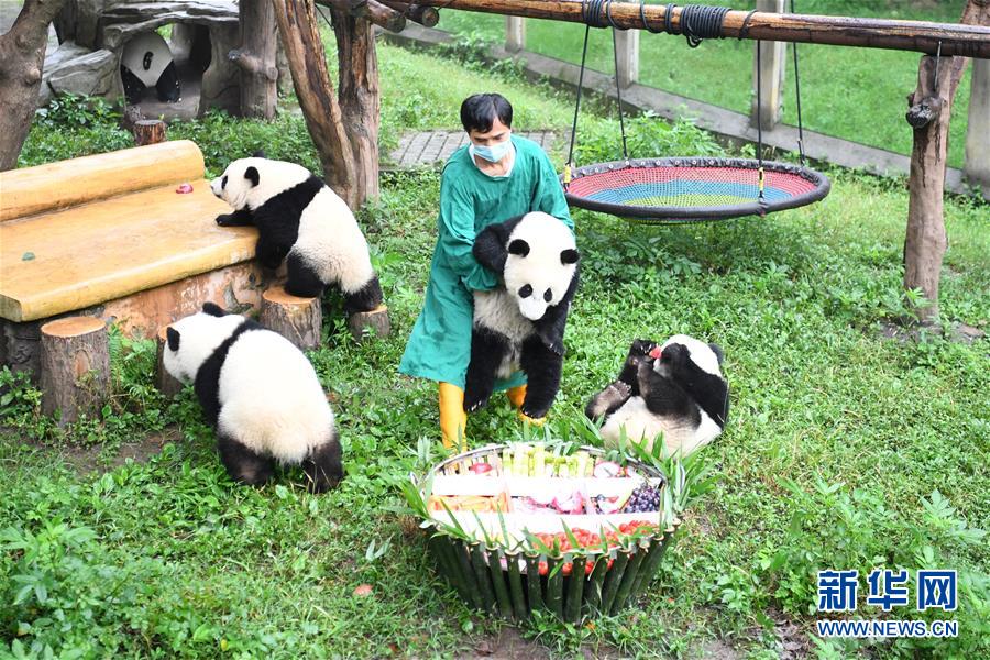 重慶動(dòng)物園でパンダ4頭が1歳の誕生日をお祝い