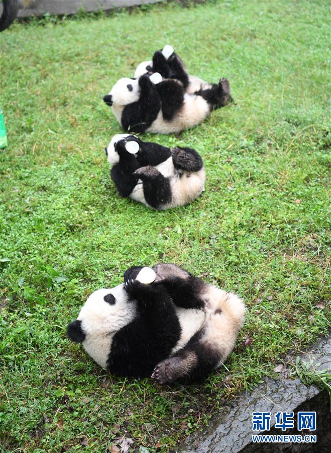 重慶動物園でパンダ4頭が1歳の誕生日をお祝い