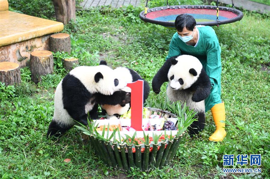 重慶動(dòng)物園でパンダ4頭が1歳の誕生日をお祝い