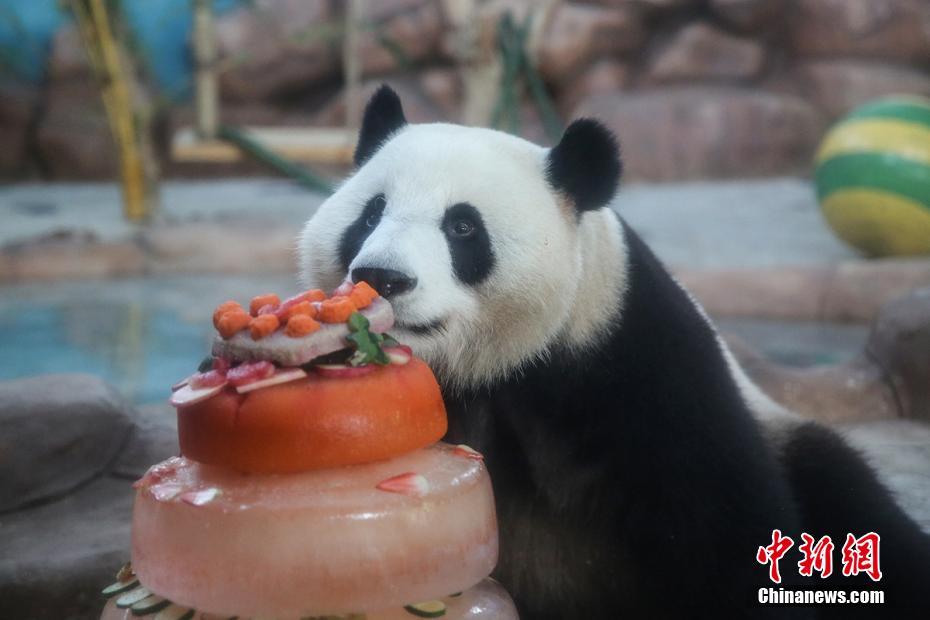 ひんやりバースデーケーキで祝うパンダの兄妹　広西