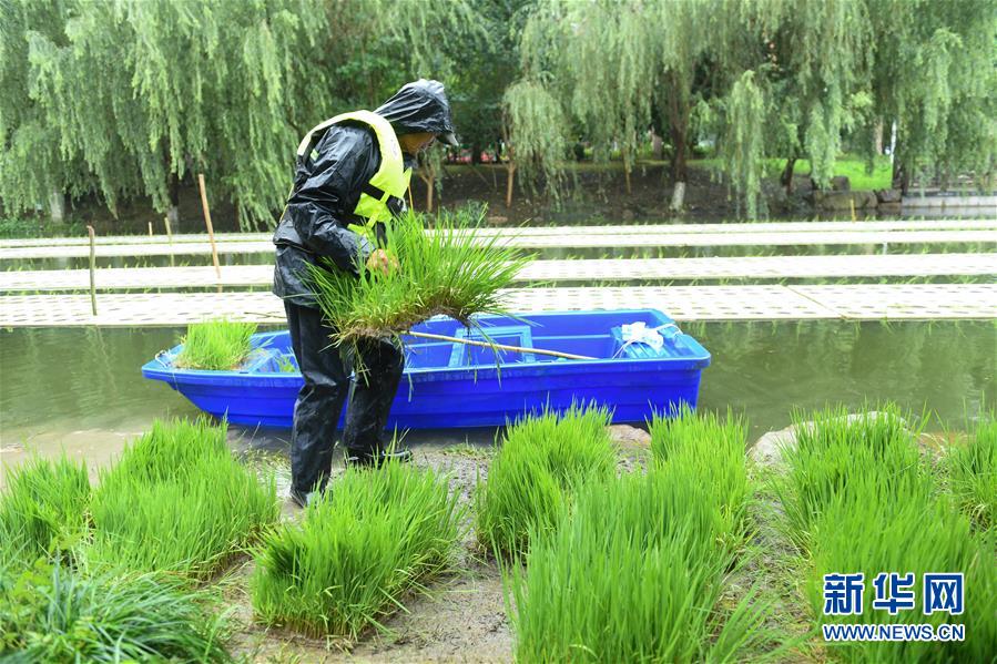 都市の中にある「水上稲田」