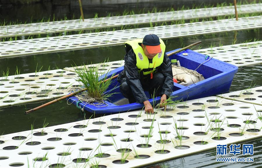 都市の中にある「水上稲田」