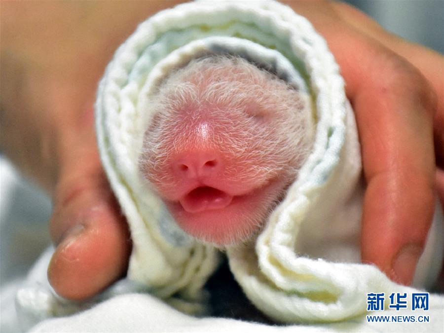 6月28日、誕生したばかりのパンダの赤ちゃん（資料提供?臺北市立動物園）。