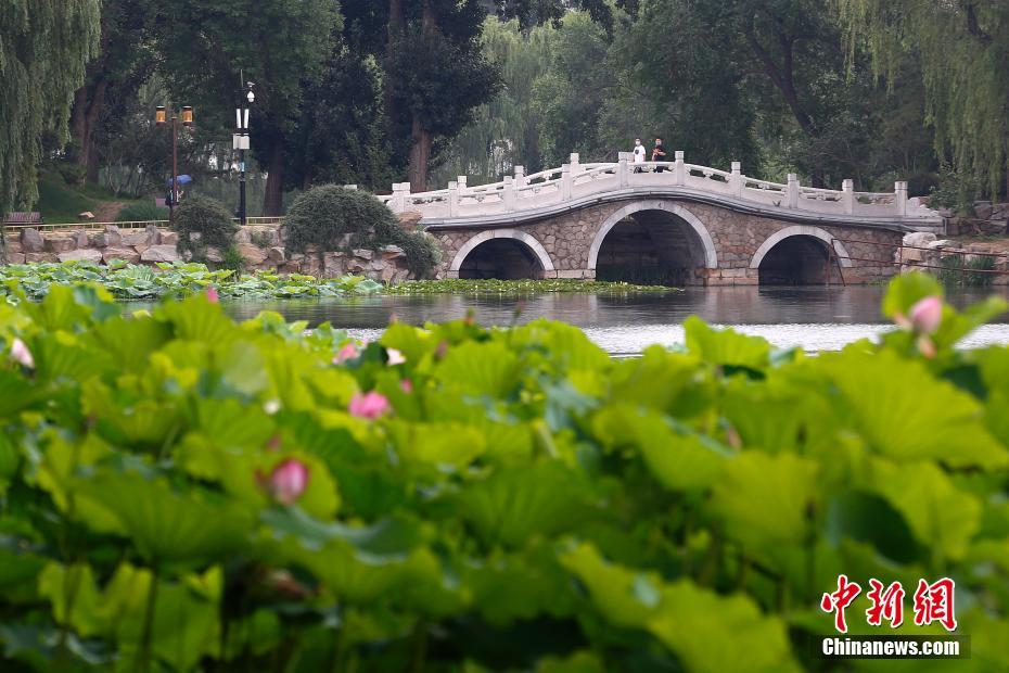 6月29日、北京市の円明園遺跡公園でハスの花を観賞する來園者（撮影?韓海丹）。