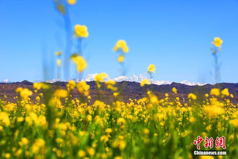 油絵の中にいるみたい！香気漂う満開の菜の花 新疆