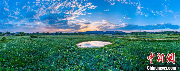 水面を覆いつくすように茂るハスの花が織りなす絶景　江西省吉安