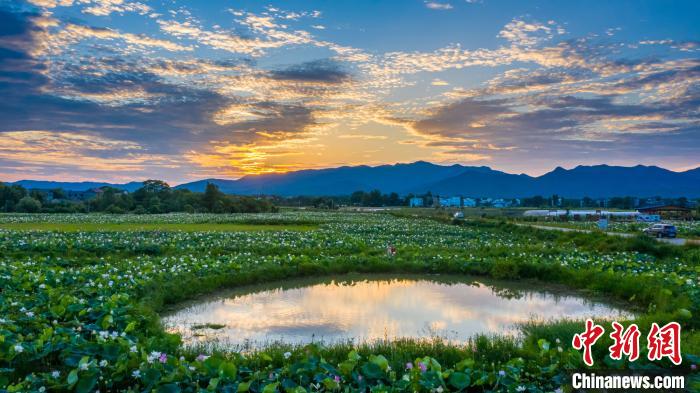 水面を覆いつくすように茂るハスの花が織りなす絶景　江西省吉安