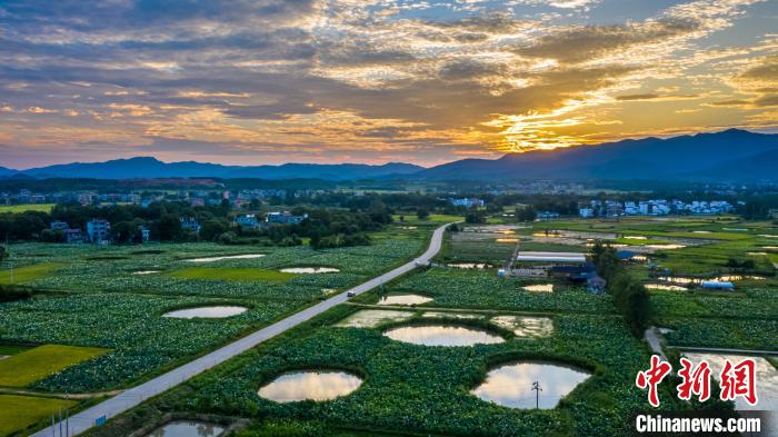 水面を覆いつくすように茂るハスの花が織りなす絶景　江西省吉安