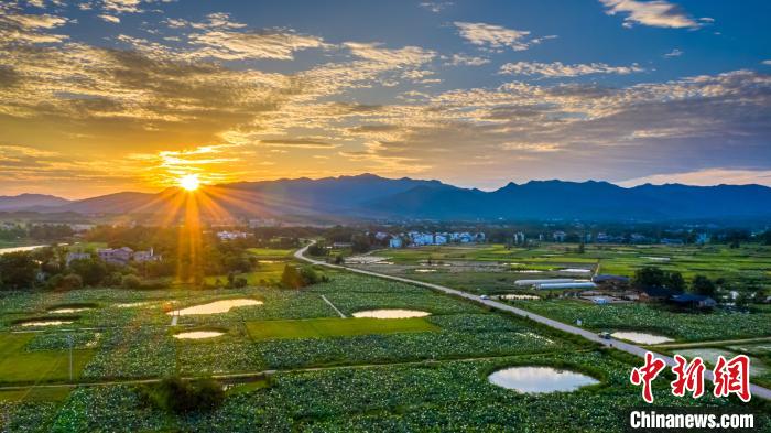 水面を覆いつくすように茂るハスの花が織りなす絶景　江西省吉安