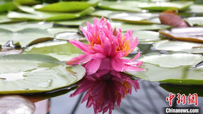 広州で見つかった1つの莖に7つの花がついたスイレン（寫真提供?黃楽旖）。 